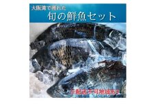 ＜冷蔵＞朝どれ大阪湾で獲れた旬の鮮魚セット　約4kg【1492492】