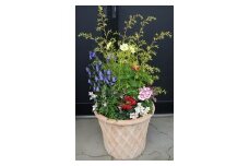 季節の花の寄せ植え 30cm鉢 ピック付き【005C-005】