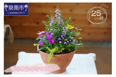 季節の花の寄せ植え 25㎝鉢【005D-005】