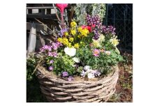 季節の花の寄せ植え 38㎝【005B-003】