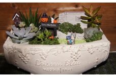 多肉植物の寄せ植え 25cm【005D-006】
