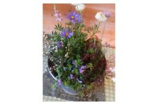 季節の花の寄せ植え 35㎝【005C-006】