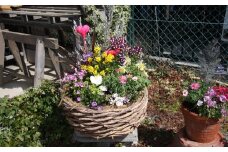 季節の花の寄せ植え 38㎝【005B-002】