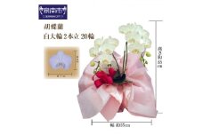 胡蝶蘭 白大輪2本立 20輪【008C-003】