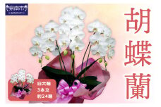 胡蝶蘭 白大輪3本立 24輪【008C-004】
