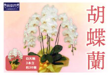 胡蝶蘭 白大輪3本立 30輪【008B-007】