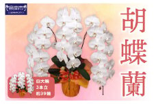 胡蝶蘭 白大輪3本立 39輪【008B-009】