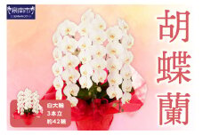 胡蝶蘭 白大輪3本立 42輪【008B-010】