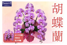 胡蝶蘭 ピンク大輪3本立 39輪【008B-011】