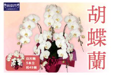 胡蝶蘭 白大輪5本立 45輪【008B-012】