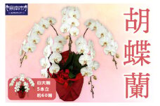 胡蝶蘭 白大輪5本立 60輪【008A-006】