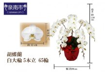 胡蝶蘭 白大輪5本立 65輪【008A-007】