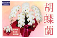 胡蝶蘭 白大輪5本立 55輪【008A-005】