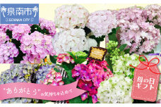 【母の日ギフト】お母さんへのプレゼントに！あじさい（鉢花）【配送不可地域：北海道・東北・九州・沖縄・離島】【009D-059】