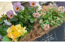 季節のお花を植えた寄せ植え 60cm【009D-062】