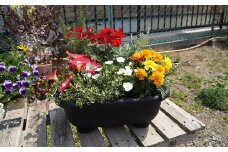 季節の花の寄せ植え 20cm鉢【005E-002】