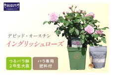 【 イングリッシュローズ 】 デビッド・オースチン つるバラ鉢苗 （ バラ専用肥料付 ）【025D-004】