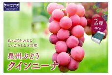 泉州ぶどう クインニーナ 2房【065D-013】
