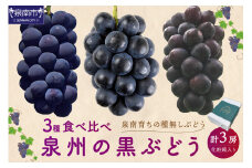 泉州ぶどう 泉州の黒ぶどう3種食べ比べセット【065C-002】