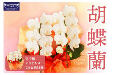胡蝶蘭 白中輪アマビリス2本立 18輪【008D-001】