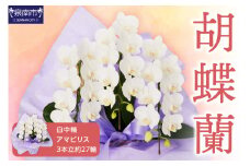 胡蝶蘭 白中輪アマビリス3本立 27輪【008D-002】