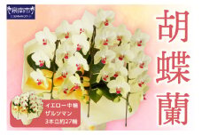 胡蝶蘭 イエロー中輪ザルツマン3本立 27輪【008C-005】