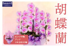 胡蝶蘭 ピンク中輪アンナ3本立 30輪【008C-006】