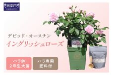【イングリッシュローズ】 デビッド・オースチン バラ鉢苗 （バラ専用肥料付）【品種指定不可】【選択カラー：ピンク・赤系】【025D-003】