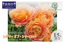 【イングリッシュローズ】デビッド・オースチン レディ・オブ・シャーロット 15L鉢苗【025D-007】