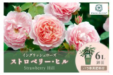 【イングリッシュローズ】デビッド・オースチン ストロベリー・ヒル 6L鉢苗（バラ専用肥料付）【025D-013】