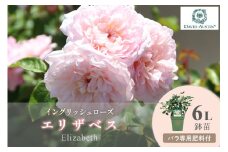 【イングリッシュローズ】デビッド・オースチン エリザベス 6L鉢苗（バラ専用肥料付）【025D-015】