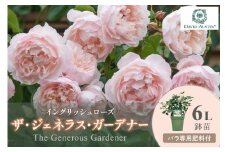 【イングリッシュローズ】デビッド・オースチン ザ・ジェネラス・ガーデナー 6L鉢苗（バラ専用肥料付）【025D-018】