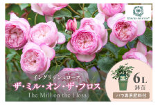 【イングリッシュローズ】デビッド・オースチン ザ・ミル・オン・ザ・フロス 6L鉢苗（バラ専用肥料付）【025D-020】
