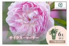【イングリッシュローズ】デビッド・オースチン サイラス・マーナー6L鉢苗（バラ専用肥料付）【025D-021】