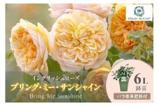 【イングリッシュローズ】デビッド・オースチン ブリング・ミー・サンシャイン6L 鉢苗（バラ専用肥料付）【025D-024】