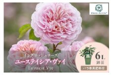 【イングリッシュローズ】デビッド・オースチン ユーステイシア・ヴァイ 6L鉢苗（バラ専用肥料付）【025D-025】
