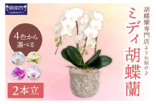 ミディ胡蝶蘭 2本立【配送不可地域：北海道・沖縄・離島】【008C-007】