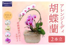 アレンジミディ胡蝶蘭 2本立【配送不可地域：北海道・沖縄・離島】【008C-008】