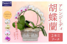 アレンジミディ胡蝶蘭 2本立（アーチ）【配送不可地域：北海道・沖縄・離島】【008C-010】