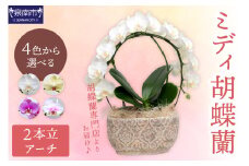 ミディ胡蝶蘭 2本立（アーチ）【配送不可地域：北海道・沖縄・離島】【008C-009】