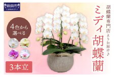ミディ胡蝶蘭 3本立【配送不可地域：北海道・沖縄・離島】【008C-011】