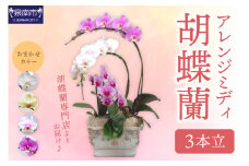 アレンジミディ胡蝶蘭 3本立【配送不可地域：北海道・沖縄・離島】【008C-012】