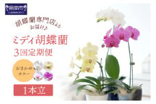 ミディ胡蝶蘭 1本立 半年間 3回定期便【配送不可地域：北海道・沖縄・離島】【008C-013】