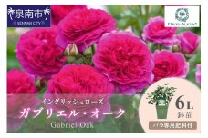 【イングリッシュローズ】デビッド・オースチン ガブリエル・オーク6L鉢苗（バラ専用肥料付）【025D-026】