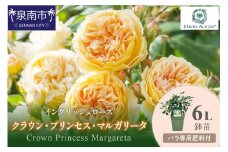 【イングリッシュローズ】デビッド・オースチン クラウン・プリセンス・マルガリータ6L鉢苗（バラ専用肥料付）【025D-027】