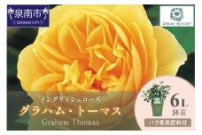 【イングリッシュローズ】デビッド・オースチン グラハム・トーマス6L鉢苗（バラ専用肥料付）【025D-028】
