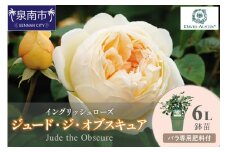 【イングリッシュローズ】デビッド・オースチン ジュード・ジ・オブスキュア6L鉢苗（バラ専用肥料付）【025D-029】