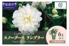 【イングリッシュローズ】デビッド・オースチン スノーグース ランブラー6L鉢苗（バラ専用肥料付）【025D-031】