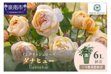 【イングリッシュローズ】デビッド・オースチン ダナヒュー6L鉢苗（バラ専用肥料付）【025D-033】