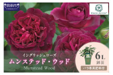 【イングリッシュローズ】デビッド・オースチン ムンステッド・ウッド6L鉢苗（バラ専用肥料付）【025D-035】